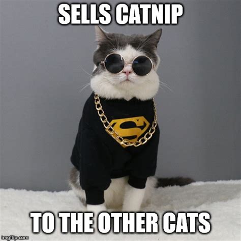 Kittah Cute Cat Memes Funny Cat Memes Cats Kulturaupice