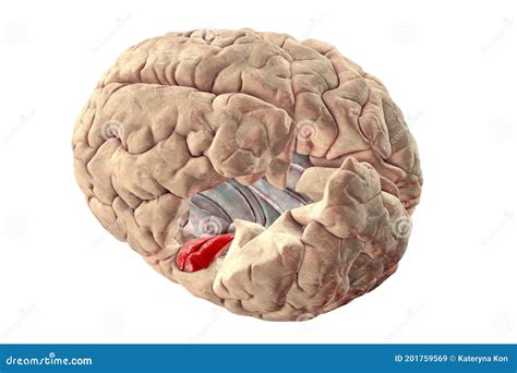 Human Brain With Highlighted Transverse Temporal Gyri Stock