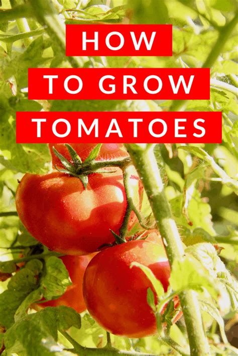How To Grow Tomatoes The Ultimate Gardeners Guide Growing Tomatoes