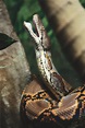 Photography — 10bullets: Reticulated Python (by Scott Rudkin)