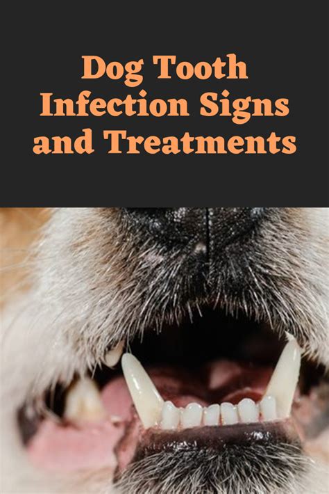 How Can I Treat My Dogs Mouth Infection