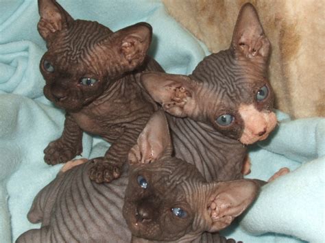 Hairless super soft skin and big ears. Breeders « The Sphynx Cat Club