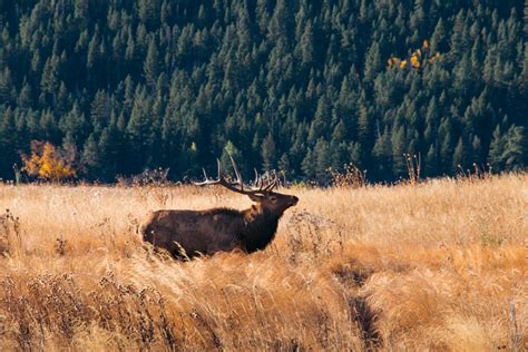 Where To See Wildlife In Rocky Mountain National Park Photography