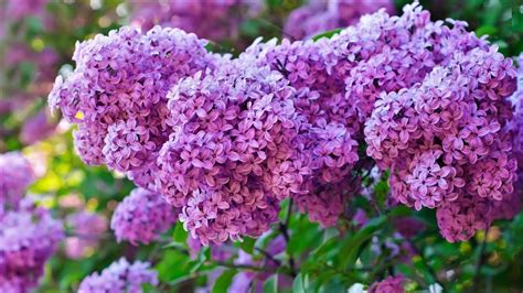 Lilac Bush Image Id 299958 Image Abyss