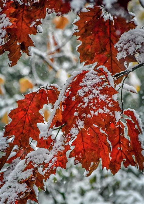 First Snow On Autumn Leaves Photograph By David Halperin