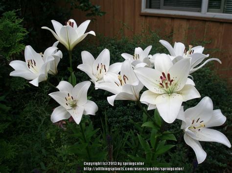 Photo Of The Entire Plant Of Lily Lilium Eyeliner Posted By