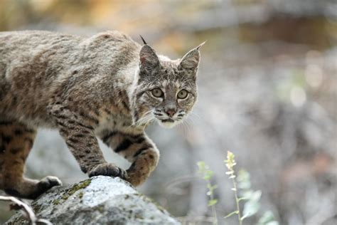 8 Facts About Bobcats The Most Common Wildcat In North America