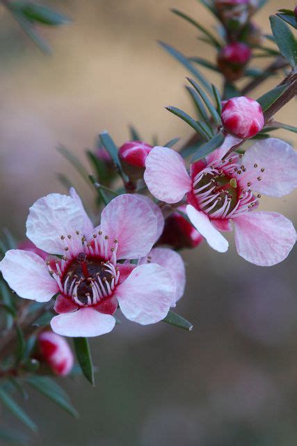 Style floral work to choose from. Leptospermumm scoparium | Australian flowers, Australian ...