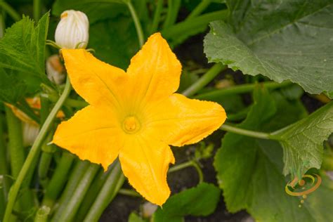 Everything You Ever Wanted To Know About Squash Blossoms