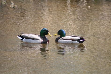 Pair Of Mallard Ducks Photograph By Robert Hamm