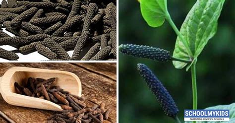 Pippali Indian Long Pepper Health Benefits Uses Side Effects