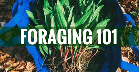 Foraging Edible Plants A Beginners Guide To Foraging With Confidence