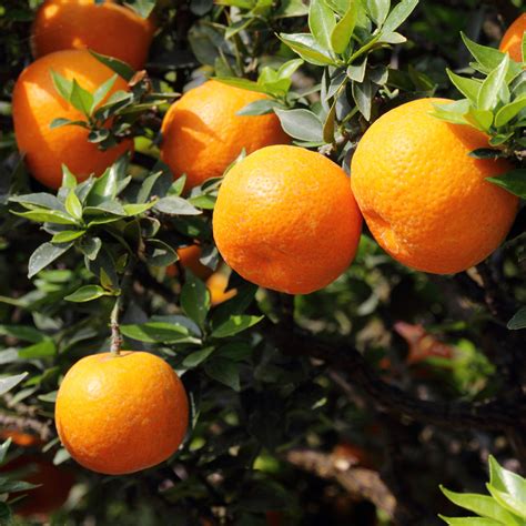 Bloomsz Citrus Orlando Tangelo Orange Tree 1 Year Old 32″ Tall 1