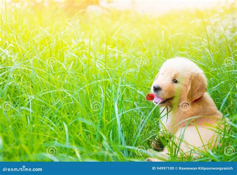 Golden Retriever Puppy Smiling And Laying In Sun And Grass Stock Photo