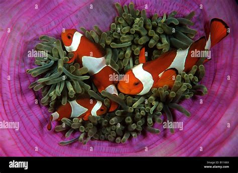 Clown Anemonefishes Amphiprion Ocellaris Sulawesi Indonesia Stock Photo