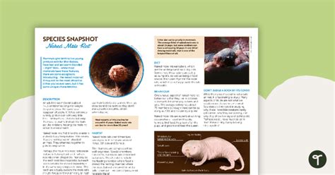 Species Snapshot Worksheet Naked Mole Rat Teach Starter