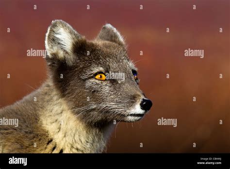 Arctic Fox Teeth Hi Res Stock Photography And Images Alamy