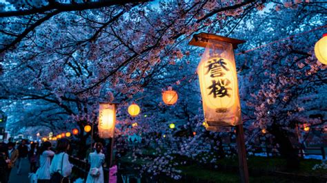 Hanami El Arte De Contemplar Las Flores En Japón Notas Naturales