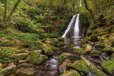 Stones Moss Wood Leaves Waterfall River Australia Gondwana Forest