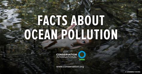 Ocean Pollution 11 Facts You Need To Know