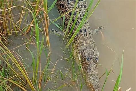 Indias Highest Altitude Marsh Crocodile Habitat Found At Odishas
