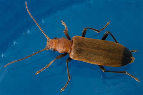 Escarabajo barrenador de los muelles o escarabajo de la madera húmeda Nacerdes melanura EZSA