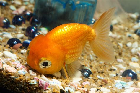 Fish That Can Live In A Small Bowl Or Aquarium