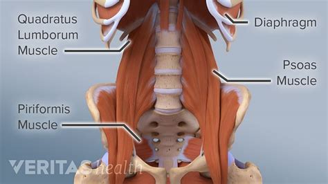 When you stay still, it drops, but it bounces back with a bang when the movement starts. The Essential Role of the Psoas Muscle