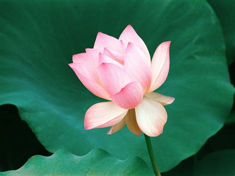 Pink Lotus Flowers Flower Hd Wallpapers Images
