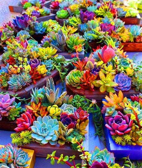 Succulent Seeds Colorful Succulents Rainbow Succulent Succulent