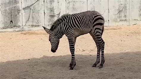 Baby Zebra Disneys Animal Kingdom Walt Disney World Resort Youtube