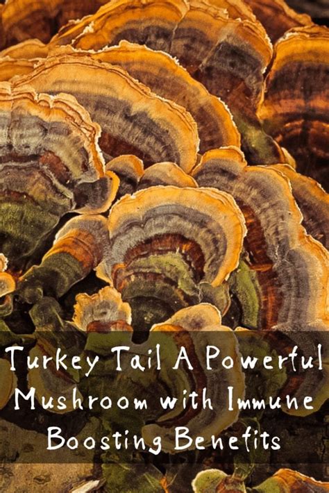 turkey tail a powerful mushroom with huge benefits