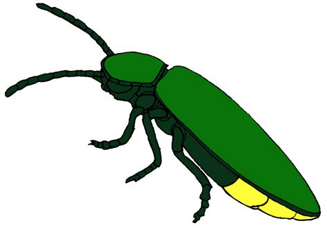 Free Firefly Clip Art Flying Firefly Clipart Clipart Best