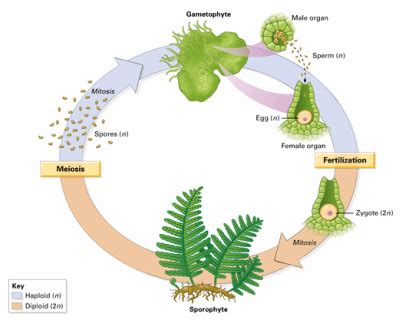 Plants alternate between the two generations which gives it the name of alternation of generations chang. Pteridophytes Life Cycle - Biology 11