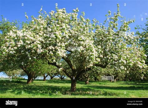 Old Apple Trees In Blossom Haddenham Cambridgeshire England Uk