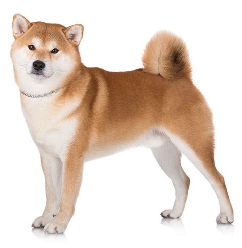 Shiba Inu Breed Information And Characteristics Puppyspot