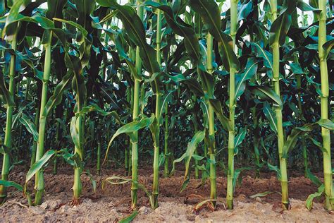 Ideal Climate And Soil For Corn Growth Home Guides Sf Gate