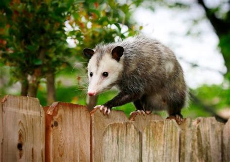 How To Get Rid Of Opossums Keeping Opossums Out Of Your Yard