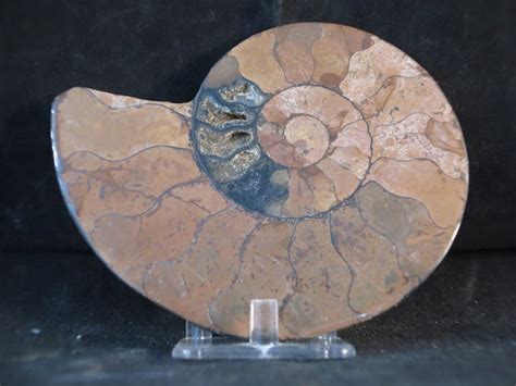 Large Ammonites For Sale