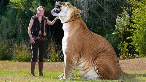 The ultimate value of life depends upon awareness, and the power of contemplation rather than upon mere survival. Largest Big Cat In The World (Lion Tiger Hybrid - Liger ...