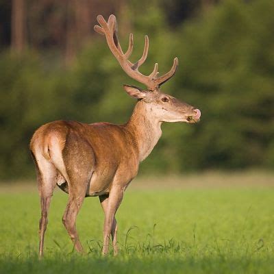 Jeleň lesný Cervus elaphus Fotogaléria Fotolovci sk