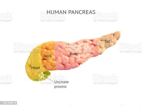 Realistic 3d Illustration Of Human Pancreas Isolated On White Stock
