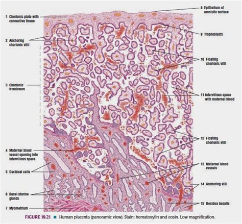 Gambar Histologi Sistem Reproduksi Wanita Manusia Lengkap Mata Fariz