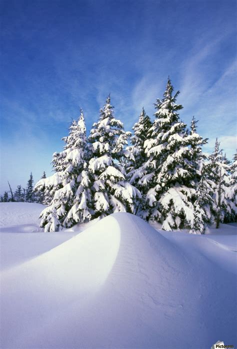 Snow Covered Pine Trees Pacificstock