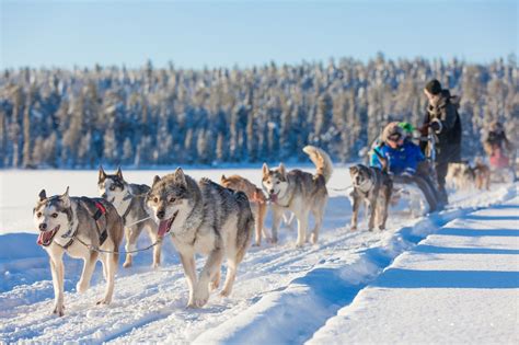 Husky Safari Lapland Dog Sledding Husky