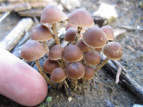 SoCal Wild Mushroom Identification Help - Wild Mushrooming: Field and Forest - Mycotopia