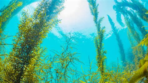 los investigadores alertan del impacto del alga asiática sobre especies nativas de los fondos