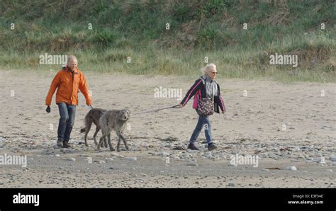 Older Couple Walking Thieir Lurcher Dogs On The Beach Stock Photo Alamy