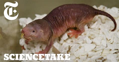 How Naked Mole Rats Survive Without Oxygen ScienceTake VoiceTube