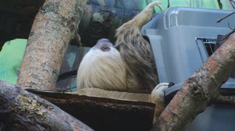 Sloth Is Newest Addition At Buttonwood Park Zoo Wjar